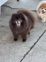 Cream parti, a male Pomeranian for sale in Minooka, IL – Photo 7 of 8