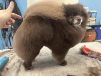 Cream parti, a male Pomeranian for sale in Minooka, IL – Photo 8 of 8