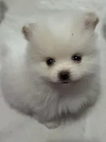 Cream parti, a male Pomeranian for sale in Minooka, IL – Photo 3 of 8