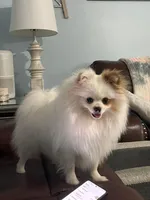 Cream parti, a male Pomeranian for sale in Minooka, IL – Photo 2 of 8