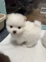 Cream parti, a male Pomeranian for sale in Minooka, IL – Photo 6 of 8