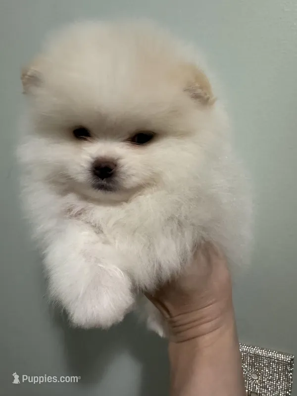 Cream parti, a male Pomeranian for sale in Minooka, IL – Photo 1 of 8