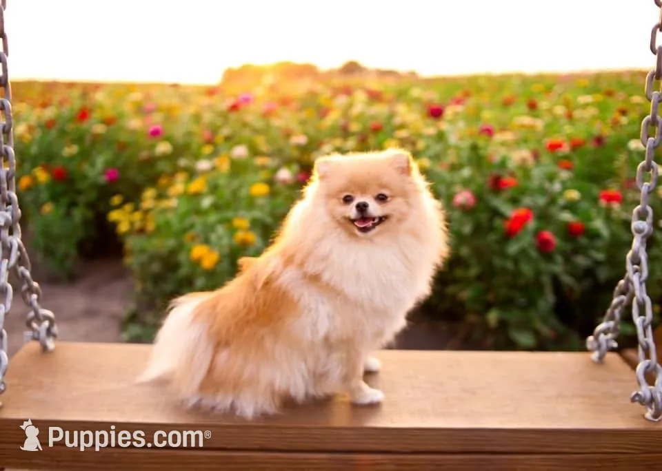 Chocolate sable, a male Pomeranian for sale in Minooka, IL – Photo 4 of 7