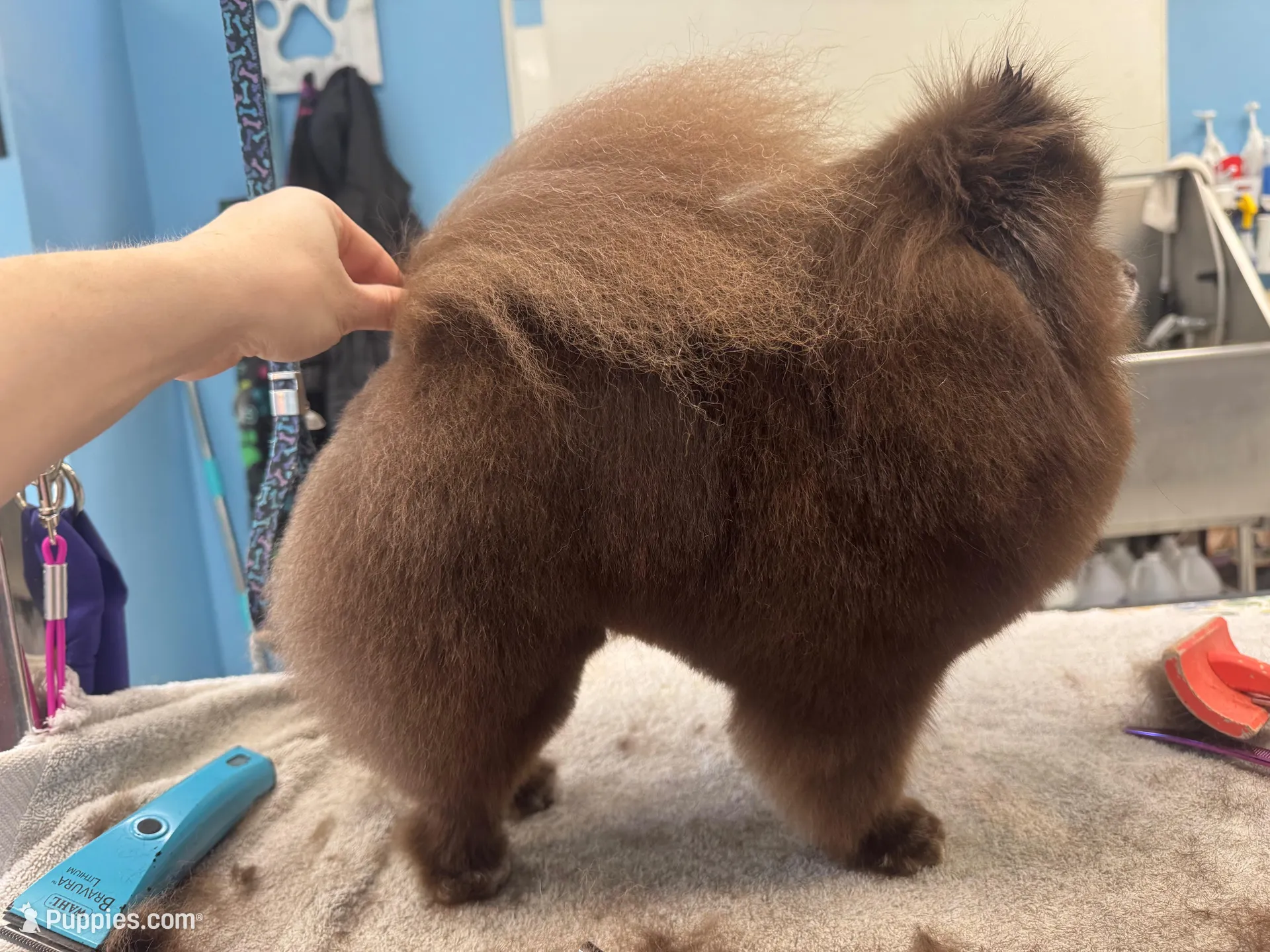 Chocolate sable, a male Pomeranian for sale in Minooka, IL – Photo 6 of 7