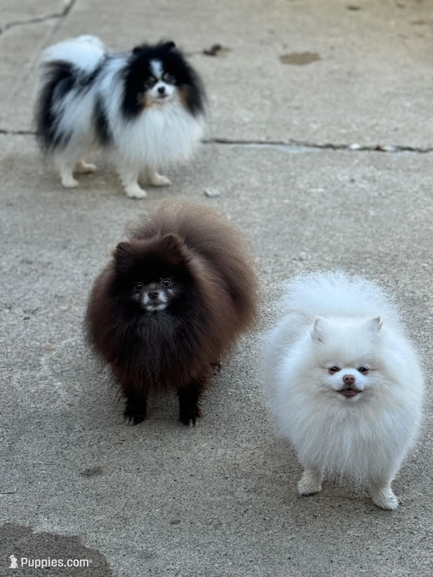 Chocolate sable, a male Pomeranian for sale in Minooka, IL – Photo 5 of 7