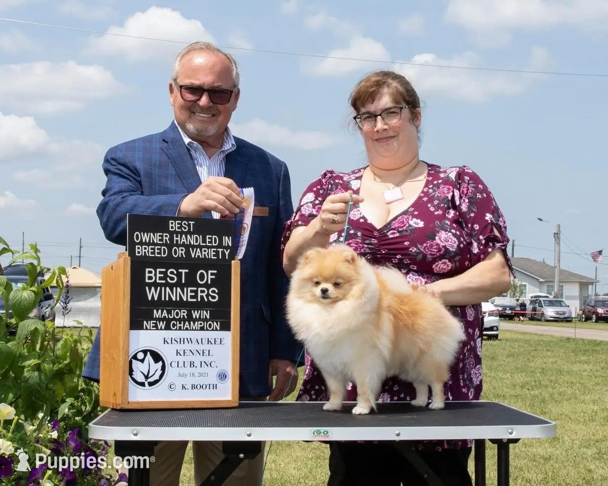 Chocolate sable, a male Pomeranian for sale in Minooka, IL – Photo 2 of 7