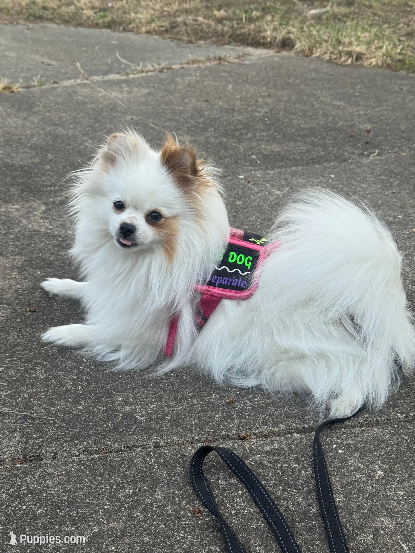 Chocolate sable, a male Pomeranian for sale in Minooka, IL – Photo 7 of 7