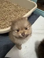 Chocolate sable, a male Pomeranian for sale in Minooka, IL – Photo 3 of 7