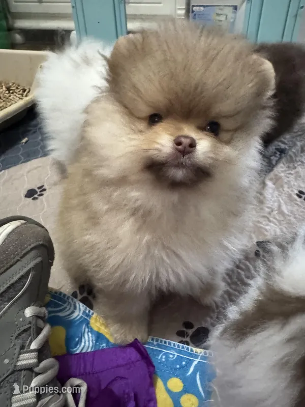 Chocolate sable – Pomeranian puppy for sale in Minooka, IL