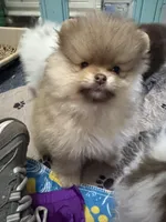 Chocolate sable, a male Pomeranian for sale in Minooka, IL – 1 of 8