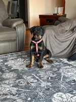 Bruno, a male Rottweiler for sale in Augusta, WV – Photo 3 of 3