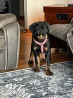 Bruno, a male Rottweiler for sale in Augusta, WV – Photo 2 of 3