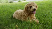 Asher, a male Miniature Goldendoodle for sale in Augusta, WV – 4 of 4