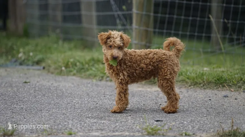 Scooter – Miniature Goldendoodle puppy for sale in Augusta, WV
