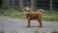 Scooter, a male Miniature Goldendoodle for sale in Augusta, WV – 1 of 5
