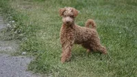 Scooter, a male Miniature Goldendoodle for sale in Augusta, WV – 3 of 5