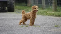 Scooter, a male Miniature Goldendoodle for sale in Augusta, WV – 5 of 5
