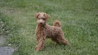 Scooter, a male Miniature Goldendoodle for sale in Augusta, WV – 4 of 5