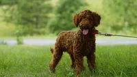 Hunter, a male Miniature Goldendoodle for sale in Augusta, WV – 3 of 4