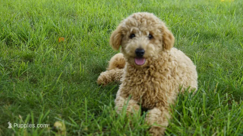 Asher – Miniature Goldendoodle puppy for sale in Augusta, WV