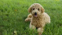 Asher, a male Miniature Goldendoodle for sale in Augusta, WV – 1 of 4