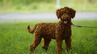 Hunter, a male Miniature Goldendoodle for sale in Augusta, WV – 4 of 4
