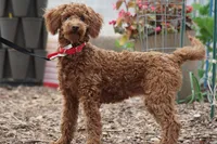 Peaches, a female Miniature Goldendoodle for sale in Augusta, WV – Photo 3 of 5