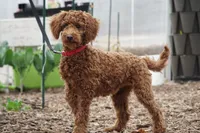 Peaches, a female Miniature Goldendoodle for sale in Augusta, WV – Photo 4 of 5