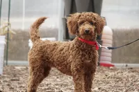 Peaches, a female Miniature Goldendoodle for sale in Augusta, WV – Photo 1 of 5