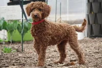 Peaches, a female Miniature Goldendoodle for sale in Augusta, WV – Photo 2 of 5