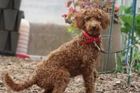 Peaches, a female Miniature Goldendoodle for sale in Augusta, WV – Photo 5 of 5