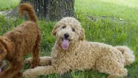 Asher, a male Miniature Goldendoodle for sale in Augusta, WV – 3 of 4