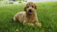 Asher, a male Miniature Goldendoodle for sale in Augusta, WV – 2 of 4