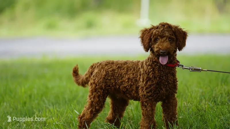 Hunter – Miniature Goldendoodle puppy for sale in Augusta, WV