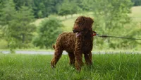 Hunter, a male Miniature Goldendoodle for sale in Augusta, WV – 2 of 4