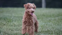 Scooter, a male Miniature Goldendoodle for sale in Augusta, WV – 2 of 5