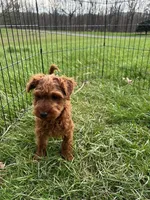Bobby, a male Miniature Goldendoodle for sale in Augusta, WV – Photo 3 of 3