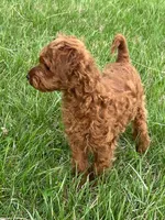 Bobby, a male Miniature Goldendoodle for sale in Augusta, WV – Photo 2 of 3