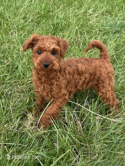 Bobby – Miniature Goldendoodle puppy for sale in Augusta, WV