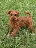 Bobby, a male Miniature Goldendoodle for sale in Augusta, WV – Photo 1 of 3