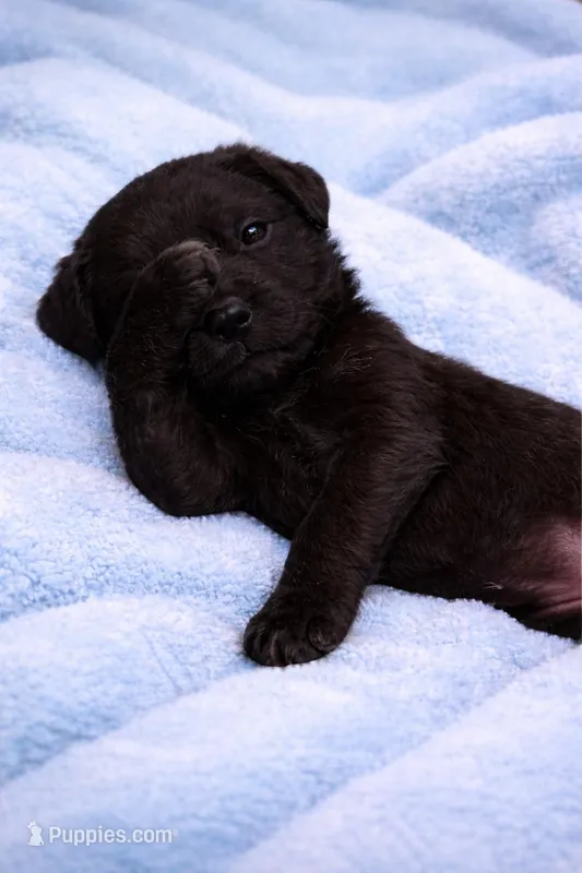 Light blue  – Labrador Retriever puppy for sale in Bedford, IN