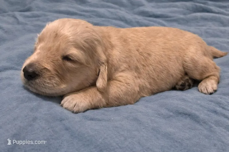 Blue  – Golden Retriever puppy for sale in Bedford, IN