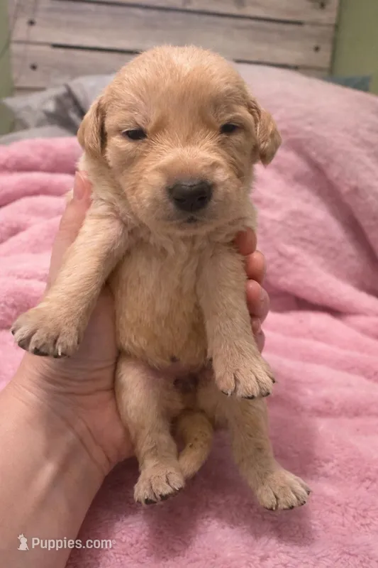 Pink / Light Golden  – Golden Retriever puppy for sale in Bedford, IN