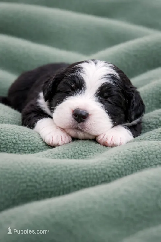 Green  – Bernedoodle puppy for sale in Bedford, IN