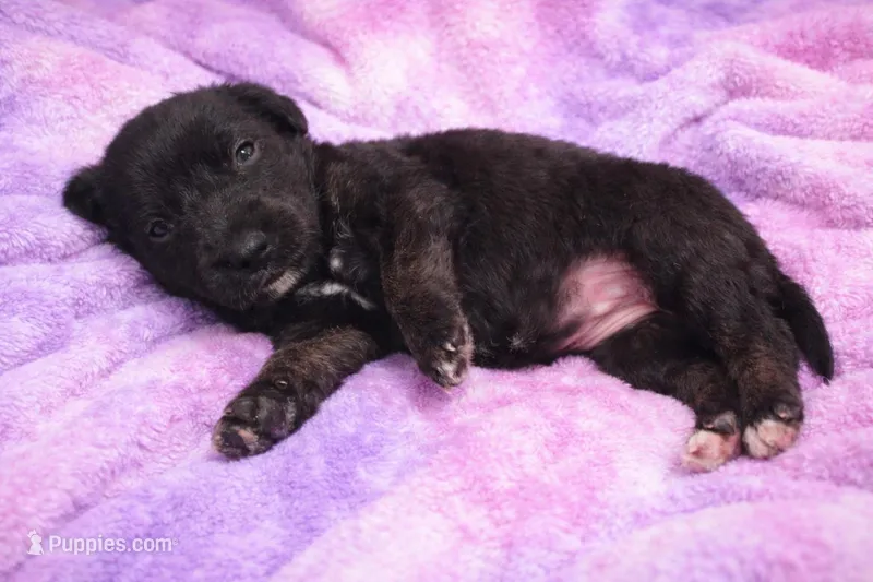 Pink/Purple – Labrador Retriever puppy for sale in Bedford, IN