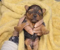 Yellow , a male Yorkshire Terrier for sale in Bedford, IN – Photo 1 of 2