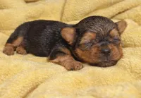 Yellow , a male Yorkshire Terrier for sale in Bedford, IN – Photo 2 of 2