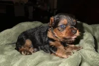 Green , a male Yorkshire Terrier for sale in Bedford, IN – Photo 2 of 2