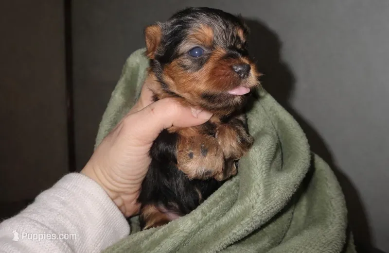 Green  – Yorkshire Terrier puppy for sale in Bedford, IN