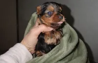 Green , a male Yorkshire Terrier for sale in Bedford, IN – Photo 1 of 2